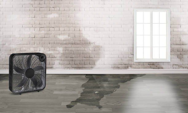 Best Water damage cleanup near me  in East Flat Rock, NC